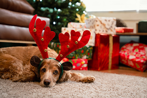 Furry Festivities: Cocker Spaniel in Anticipation of Christmas Surprises