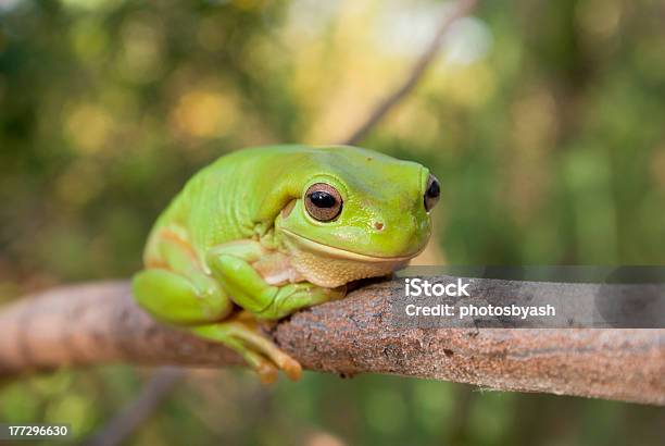 Green Tree Frog - zdjęcia stockowe i więcej obrazów Rzekotka zielona - Rzekotka zielona, Australia, Bez ludzi