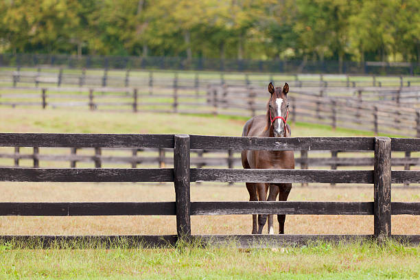 istock Horse on a farm 177296684