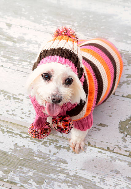 istock Small terrier wearing winter fashion 177296853