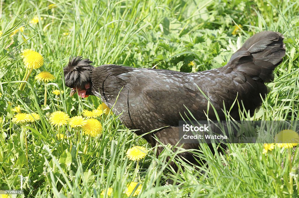 Pollo nudo nero in erba verde - Foto stock royalty-free di Agricoltura