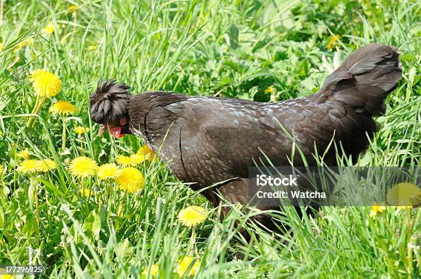 Pollo Nudo Nero In Erba Verde - Fotografie stock e altre immagini di Agricoltura - Agricoltura, Ambientazione esterna, Animale