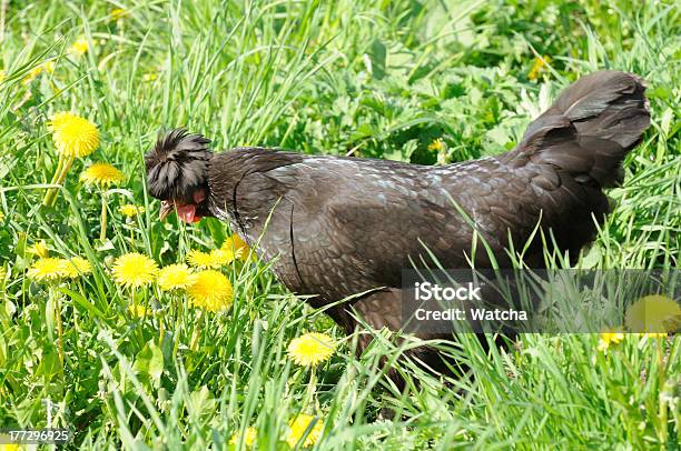블랙 볏 치킨 녹색 잔디 0명에 대한 스톡 사진 및 기타 이미지 - 0명, 가금류, 가축
