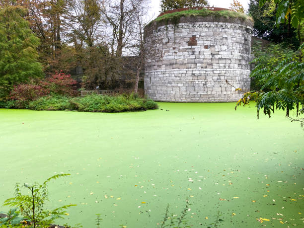 Green Algue lake Green Algue lake, Maastricht, Holland algue stock pictures, royalty-free photos & images