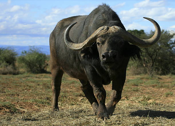 Big Cape Buffalo approaching A large Buffalo approches in a safari park in South Africa animals charging stock pictures, royalty-free photos & images