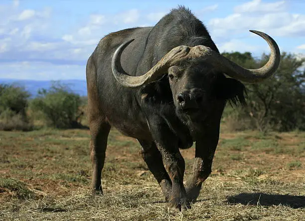 A large Buffalo approches in a safari park in South Africa