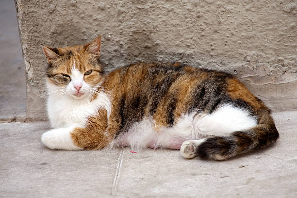istock stray red nursing female cat 177296978
