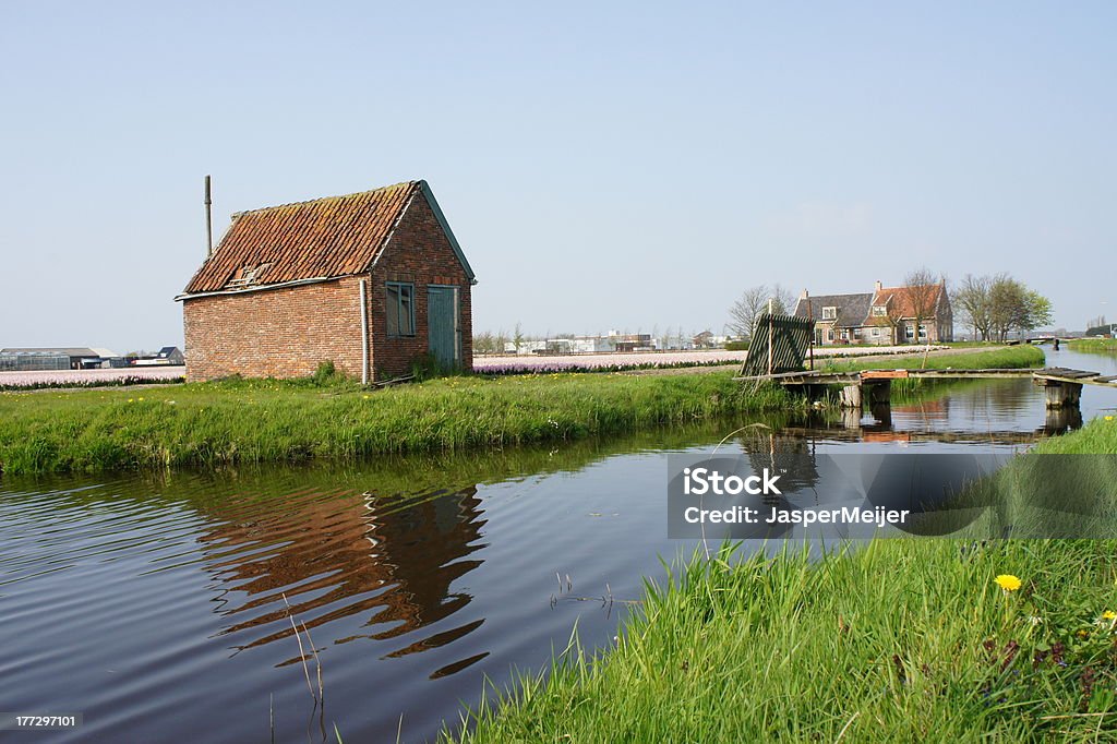 아이리스입니다 필드, 늙음 농장 in the Netherlands. - 로열티 프리 0명 스톡 사진