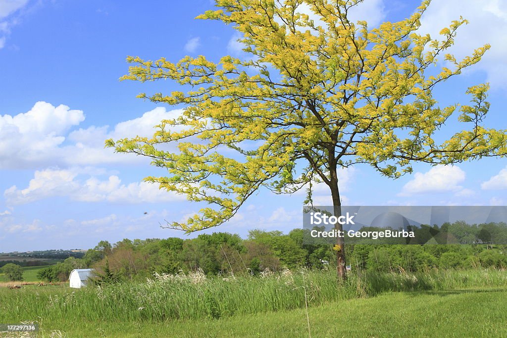 Hermoso árbol - Foto de stock de Kansas libre de derechos