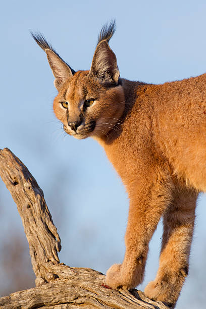 istock Caracal, South Africa 177297265