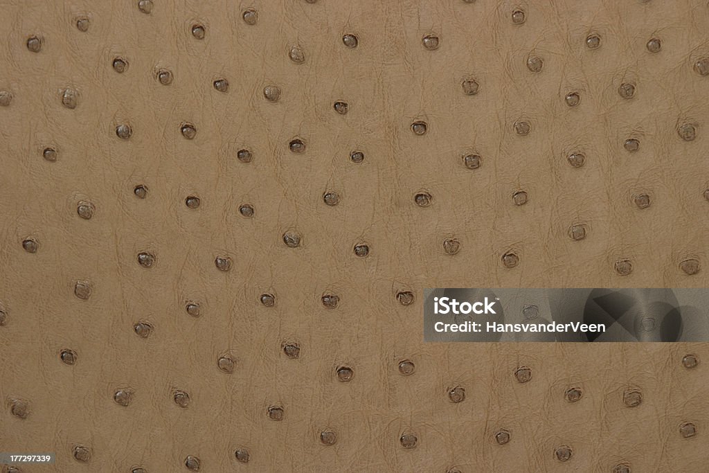 Ostrich Leather Skin Stock Photo - Download Image Now - Animal, Animal Body  Part, Animal Markings - iStock
