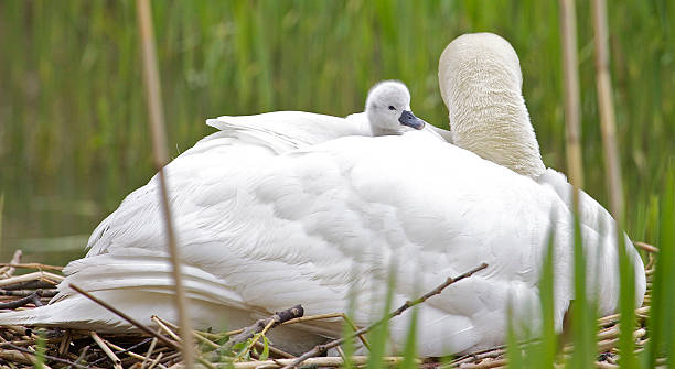 istock Cygnet and Mute Swan 177297546