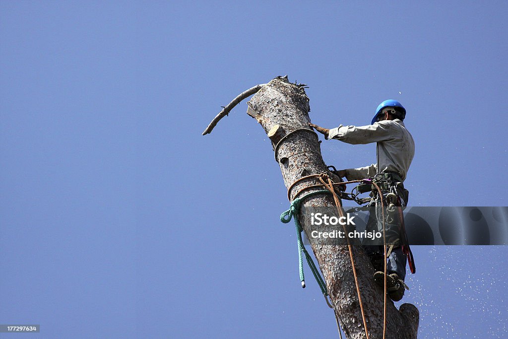 Cutting down a Pine Tree Tree removal professional. Tree removal dangerous professions. Agriculture Stock Photo