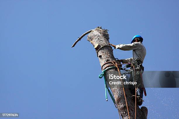 Cutting Down A Pine Tree Stock Photo - Download Image Now - Agriculture, Blue, Chainsaw