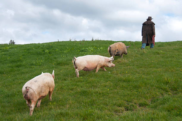 istock Farmer leading pigs through field 177297648