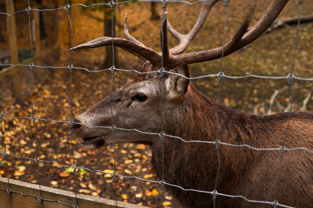 Deer Autumn Forest, beautiful picture.