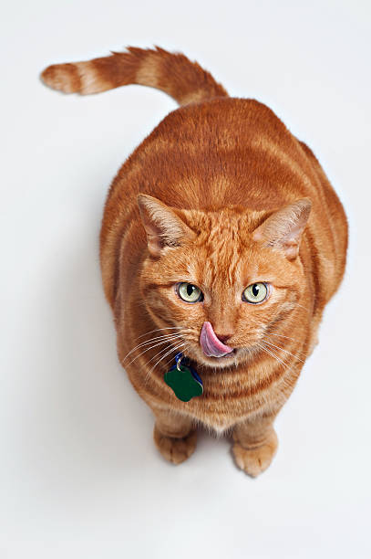 Fat Orange Tabby Cat Licks His Chops stock photo