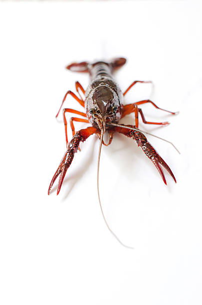 Fresh Crayfish stock photo