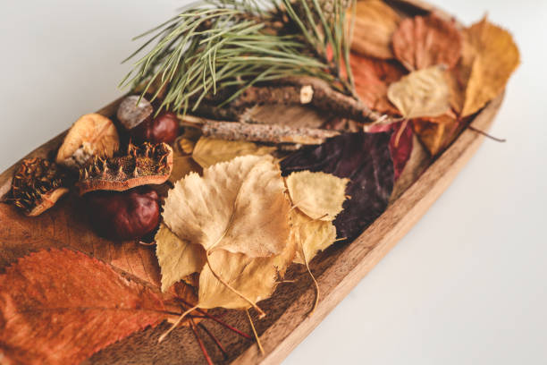 istock Natural materials for exploring the world, leaves, pine, chestnuts close-up 1772977611