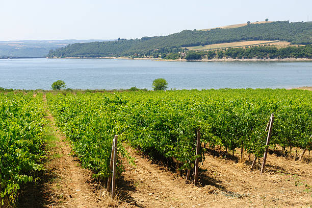 Vineyard and lake in Umbria Vineyard on the Corbara Lake, near Orvieto, in Umbria (Italy) at summer orvieto stock pictures, royalty-free photos & images