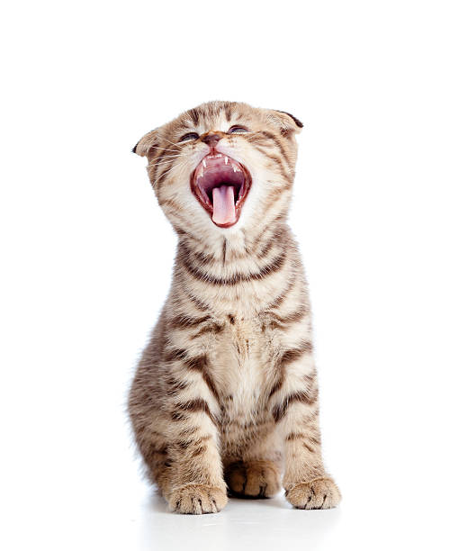 istock Funny little yawning Scottish fold kitten 177298046