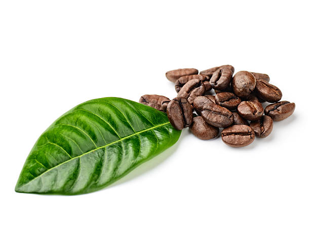 Small pile of coffee beans on a white background