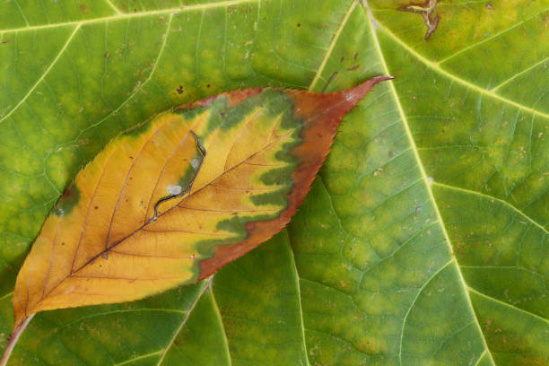 istock autumn leaf on a big green leaf background 1772983158