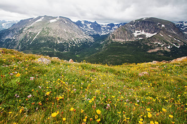 istock Forest Canyon in Rocky Mountains 177298328