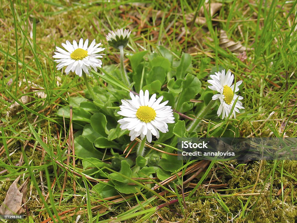 Daisy flowers "Daisy flowers, Bellis perennis, growing in the grass." Close-up Stock Photo