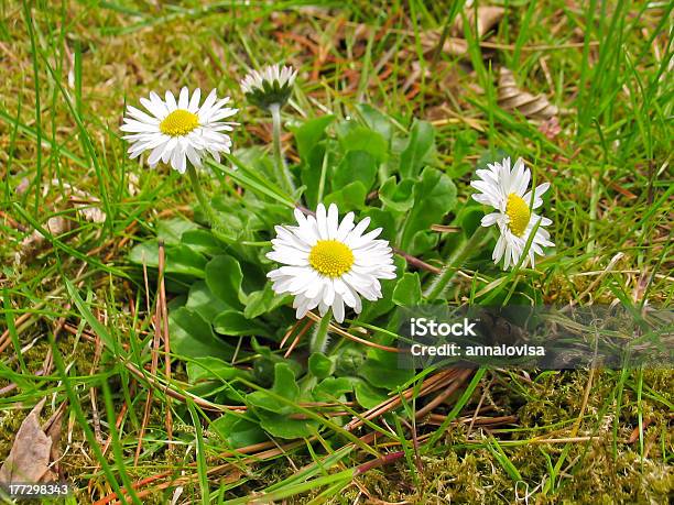 Daisy Flowers Stock Photo - Download Image Now - Close-up, Daisy, Flower