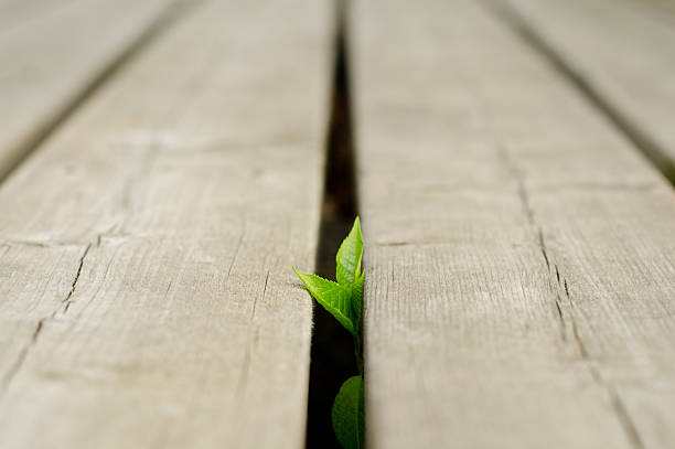 Petites plantes et une terrasse - Photo