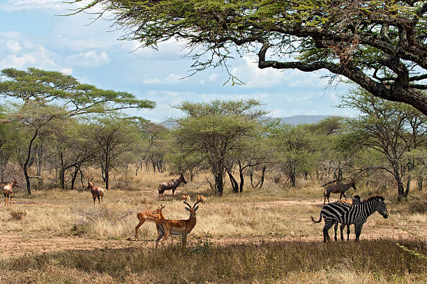 istock Serengeti landscape 177298507