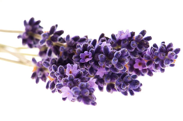 istock Fresh lavender isolated on the white background 177298731