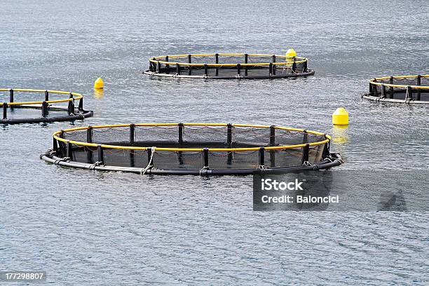 Aqua Farming Stock Photo - Download Image Now - Adriatic Sea, Agriculture, Aquaculture