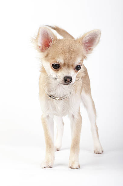istock young chihuahua dog with silver collar 177299058