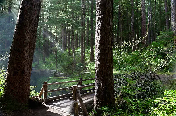 "Light rays through forest, Sol Duc River Bridge, Olympic National Park, WA"