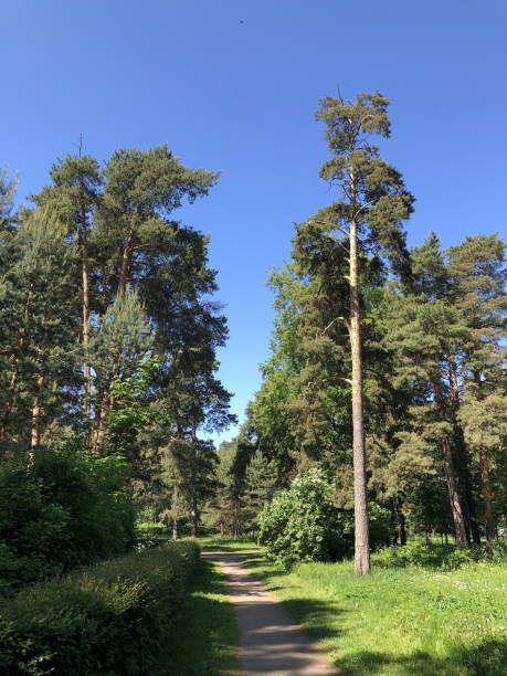 istock forest dirt roadgoing into the distance, beautiful summer landscape 1772992219
