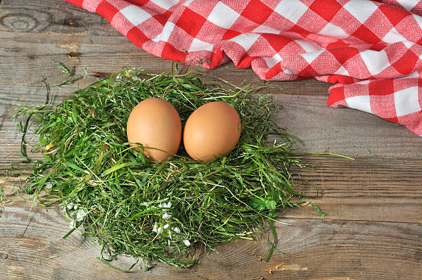 fresh eggs in the nest stock photo