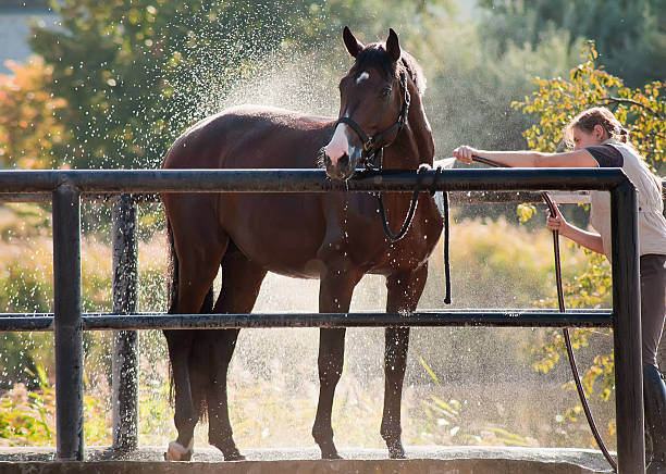 cheval en profitant de la douche en plein air - livestock horse bay animal photos et images de collection
