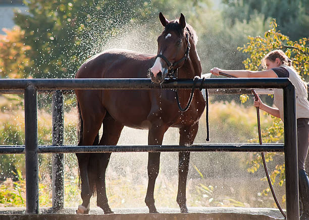 cavalo desfrutar do chuveiro ao ar livre - livestock horse bay animal imagens e fotografias de stock