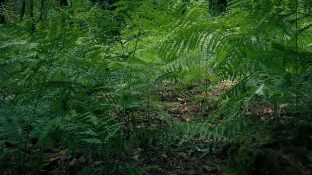 Animal POV Moving Through Ferns At Ground Level