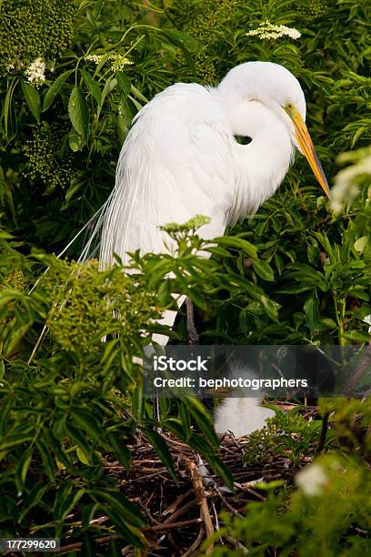 Photo libre de droit de Grande Aigrette Blanc Avec Ses Chick Dans Les Everglades banque d'images et plus d'images libres de droit de Aigrette