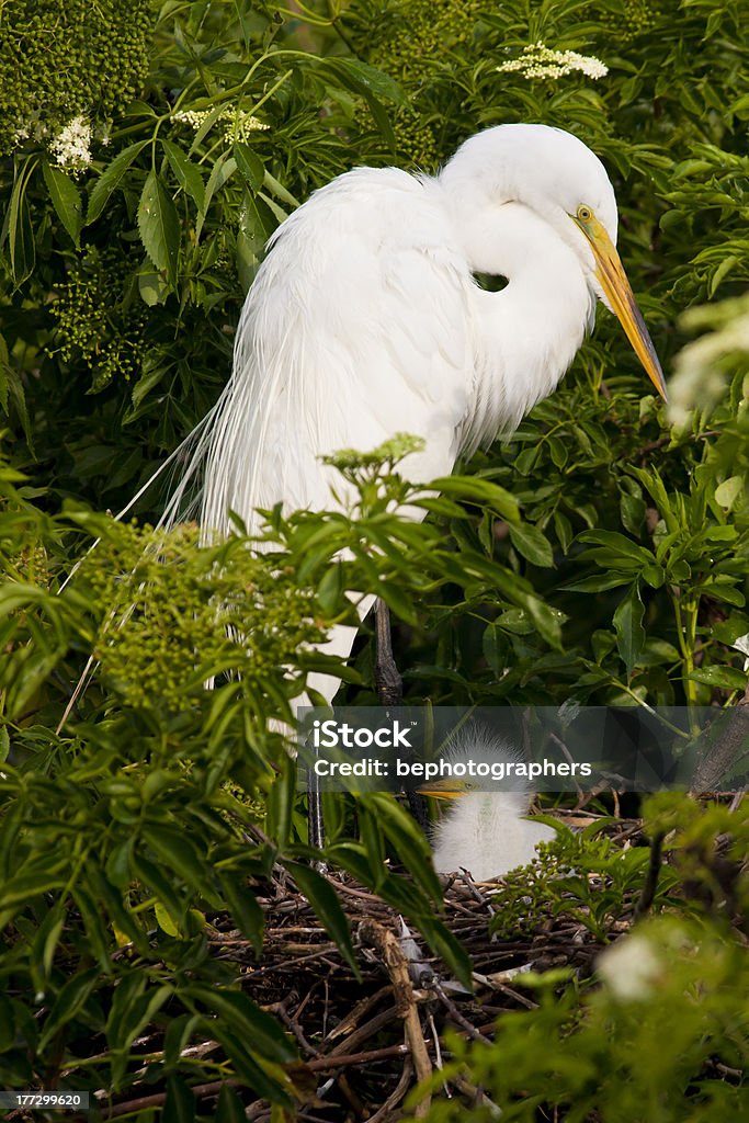 Grande Garça branca com o grão em Everglades - Royalty-free Animal Foto de stock