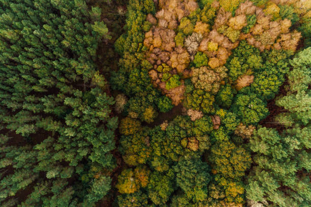 istock overhead aerial drone view of a pine forest next to an oak forest 1772996405