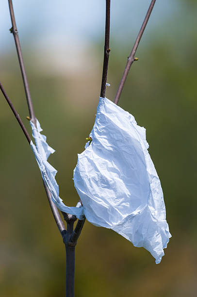 istock Plastic Shopping Bag Caught in a Sapling 177299644