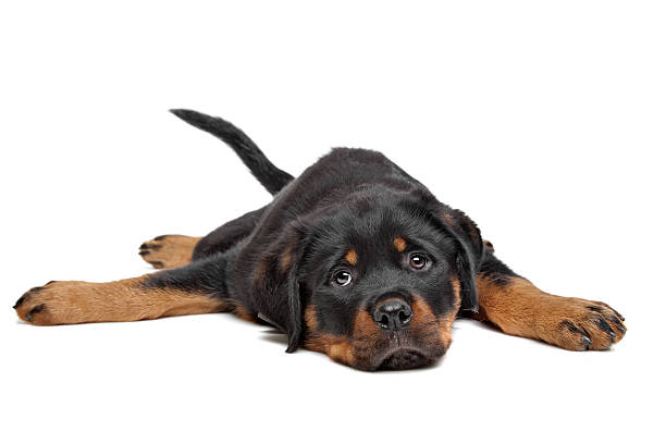 istock rottweiler puppy 177299690