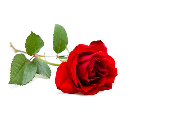 красная роза - gartenblume стоковые фото и изображения
