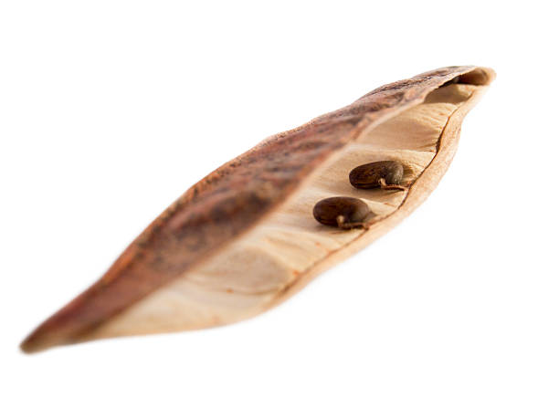 istock pod of robinia on white 177299822