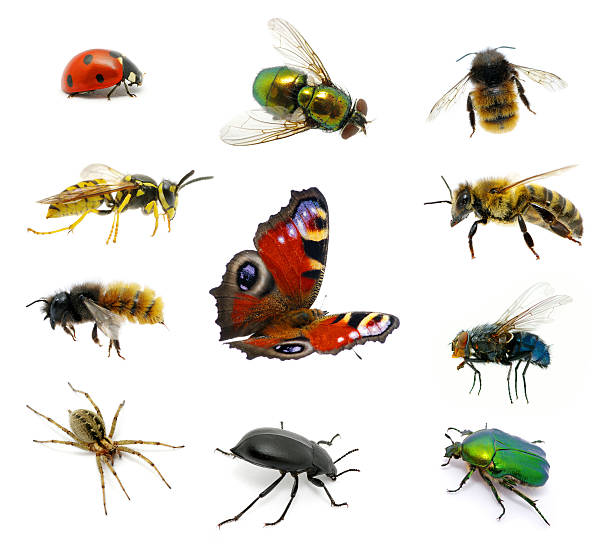 istock Set of insects 177299950