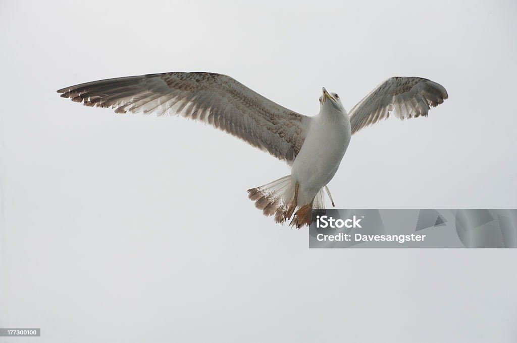 Bird with a unusual expression. A seagull from below and appears to have a questioning expression. Animal Stock Photo